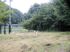 走るぞお
