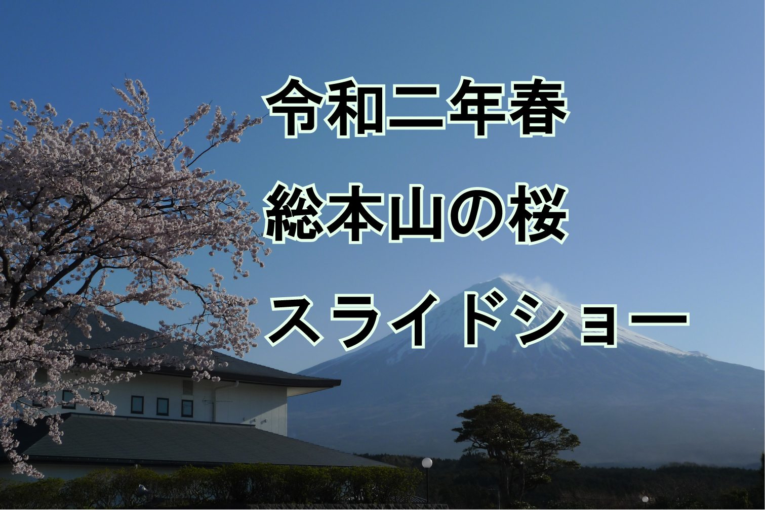 総本山の桜スライドショー