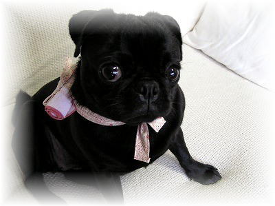 �����̊y����