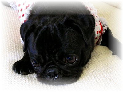 �X�V����