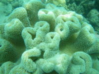 セブ島　アレグレリゾート前の珊瑚