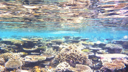 エンブドゥのハウスリーフのサンゴ礁