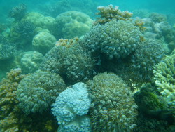 Cebu Island Aregre Beach Resort　のサンゴ
