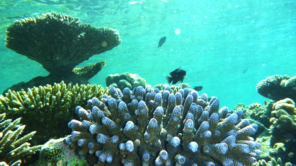 エンブドゥのハウスリーフのサンゴ礁