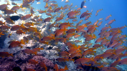 メインジェッティー前のドロップオフの魚の群れ