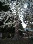 金蔵寺の桜と樹齢千年杉