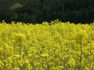 菜の花