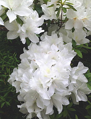 �q���h�c�c�W