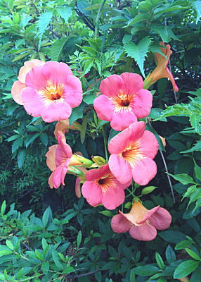 �̂����񂩂Â�