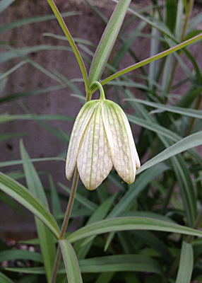 �z�E�`���N�\�E