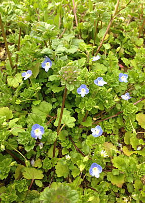 �I�I�C�k�m�t�O��