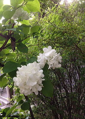 �����A�W�T�C