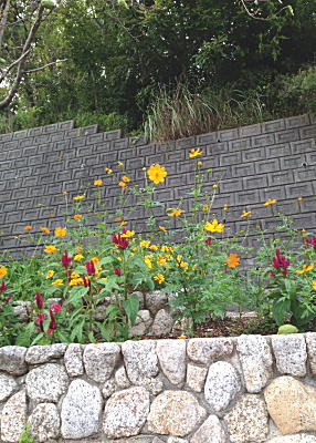 �L�o�i�R�X���X�Ƃ����Ƃ�