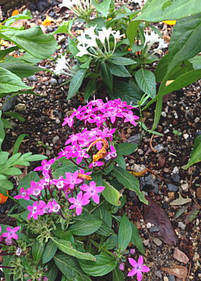 �y���^�X�̉�