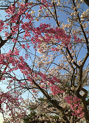 �}������ƃ\���C���V�m