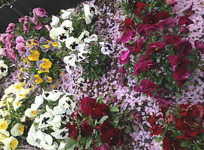 �p���W�[�ƍ�