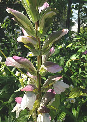 �T���r�B�A�E�f�C�r�m��