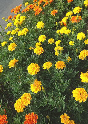 �}���[�S�[���h