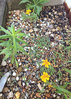 �}���[�S�[���h