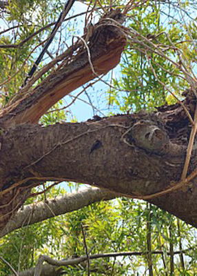 �܂ꂽ���̖�