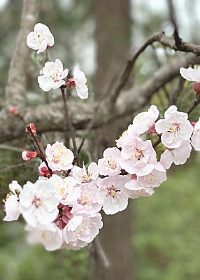 ���߂��悵��