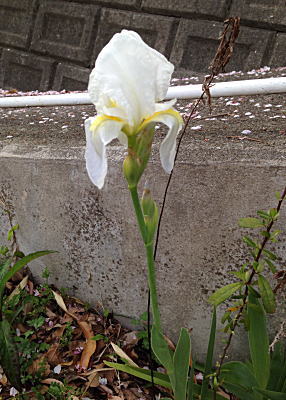 �V���J�L�c�o�^