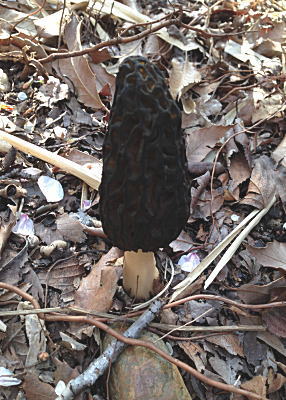 �A�~�K�T�_�P