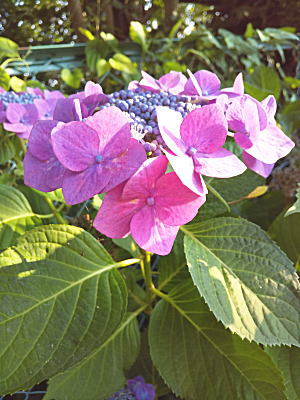 �s���N�̂�������