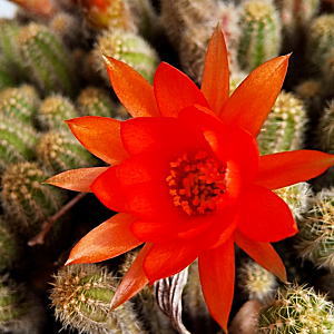 �r���N�_��