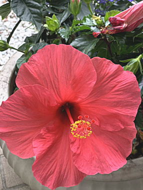 �n�C�r�X�J�X��