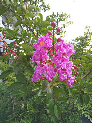 �T���X�x��