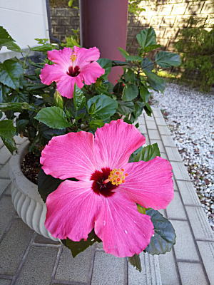 �n�C�r�X�J�X