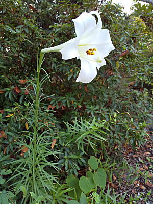 �j���V������