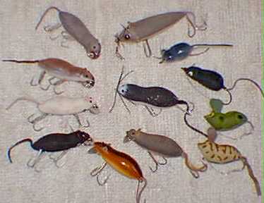 mice