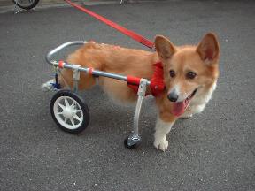 犬用車椅子、柴犬用車椅子4輪車、犬の車椅子 hsjch.gob.pe
