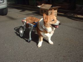 フントのくるまいすやさん本舗！・・・犬用車椅子～４輪タイプ