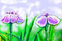 花菖蒲 花菖蒲