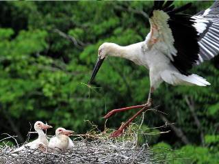 コウノトリ