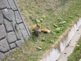 彼は観光客に餌をねだるキタキツネ君です。