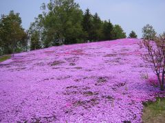 津別木材工芸館周辺の芝桜です。