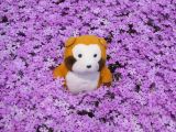 芝桜に埋もれて撮影。かわいい?