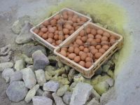噴煙のあがる岩盤の隙間に玉子をおくと温泉玉子の出来上がり!