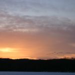 まさに「夕鶴」です。