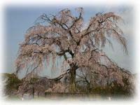 見事な「枝垂桜」でしょ?