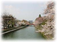 岡崎公園近く、疎水べりの桜です。
