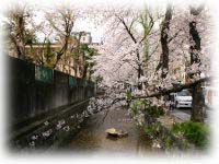 高瀬川沿いの桜並木も満開です。