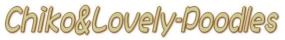 Chiko&Lovely-Poodles 