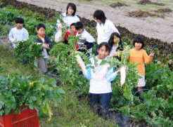 大根の収穫