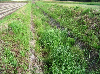 排水路の雑草の繁茂