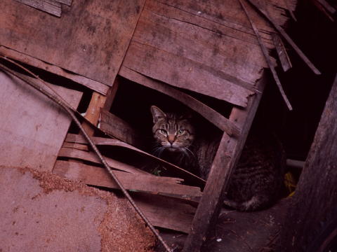 img0043.jpg